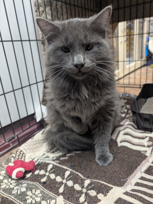 picture of the cat needing adoption