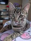adoptable Cat in Saint Ann, MO named Mikey