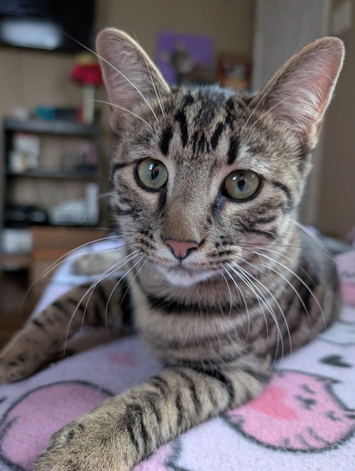 picture of the cat needing adoption