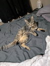 adoptable Cat in Saint Ann, MO named Jonas