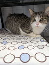 adoptable Cat in Saint Ann, MO named Miracle