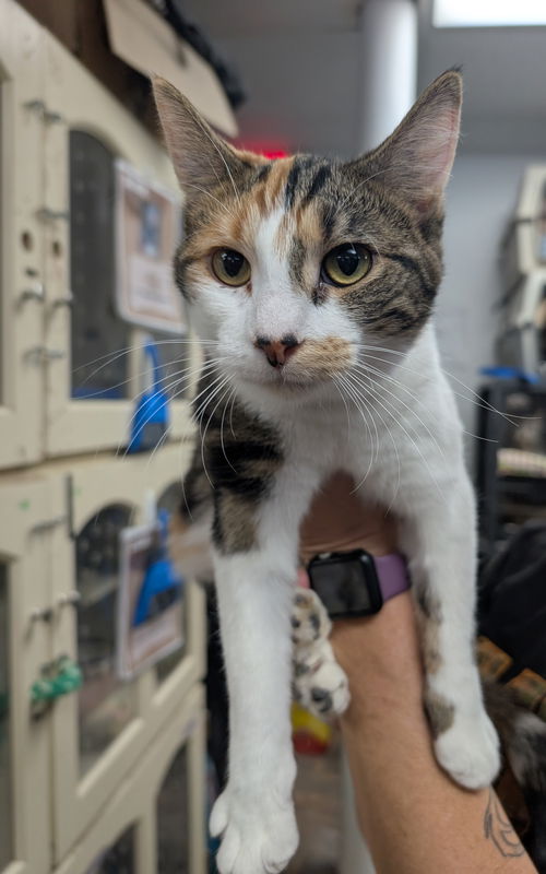 picture of the cat needing adoption