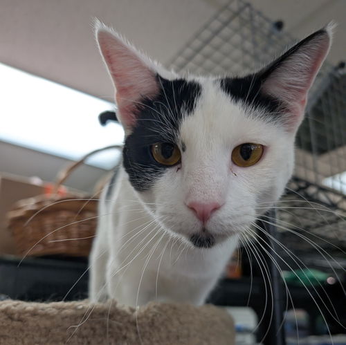 picture of the cat needing adoption