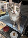 adoptable Cat in Saint Ann, MO named Muffin