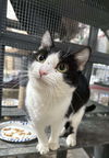 adoptable Cat in saint ann, MO named Dominique