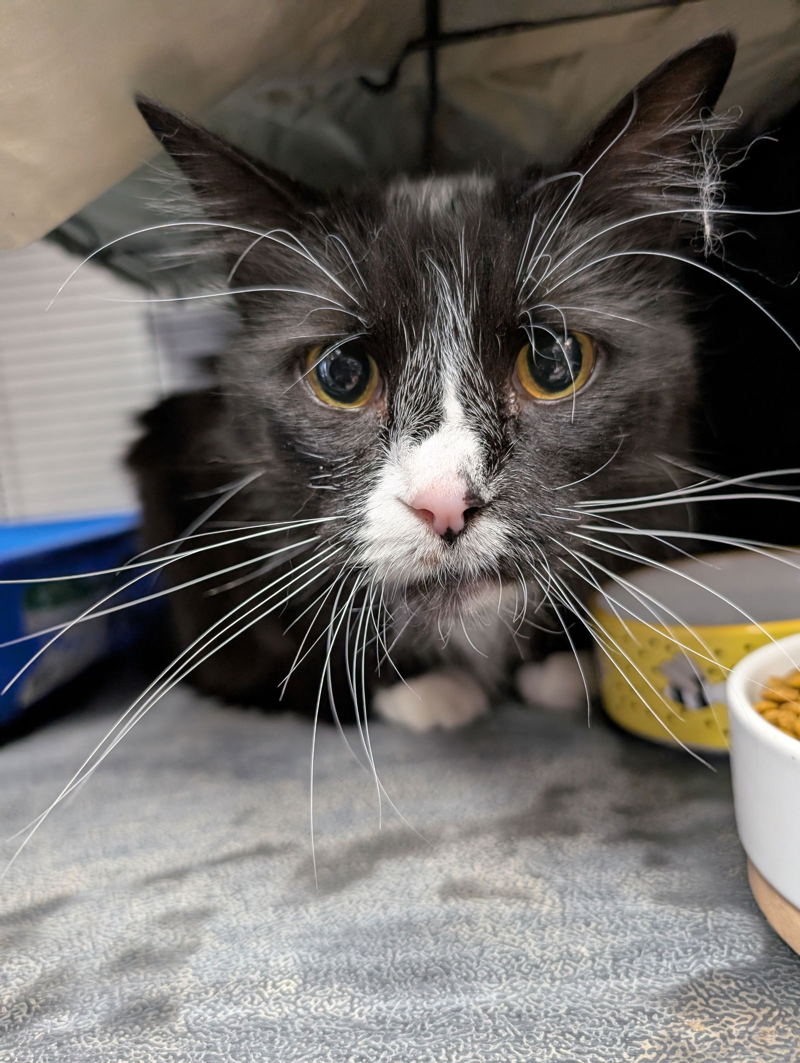 adoptable Cat in Saint Ann, MO named Thor