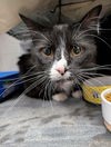 adoptable Cat in  named Thor