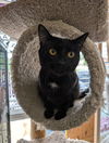 adoptable Cat in Saint Ann, MO named Bragi
