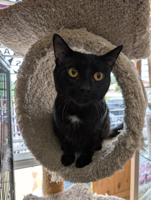 picture of the cat needing adoption