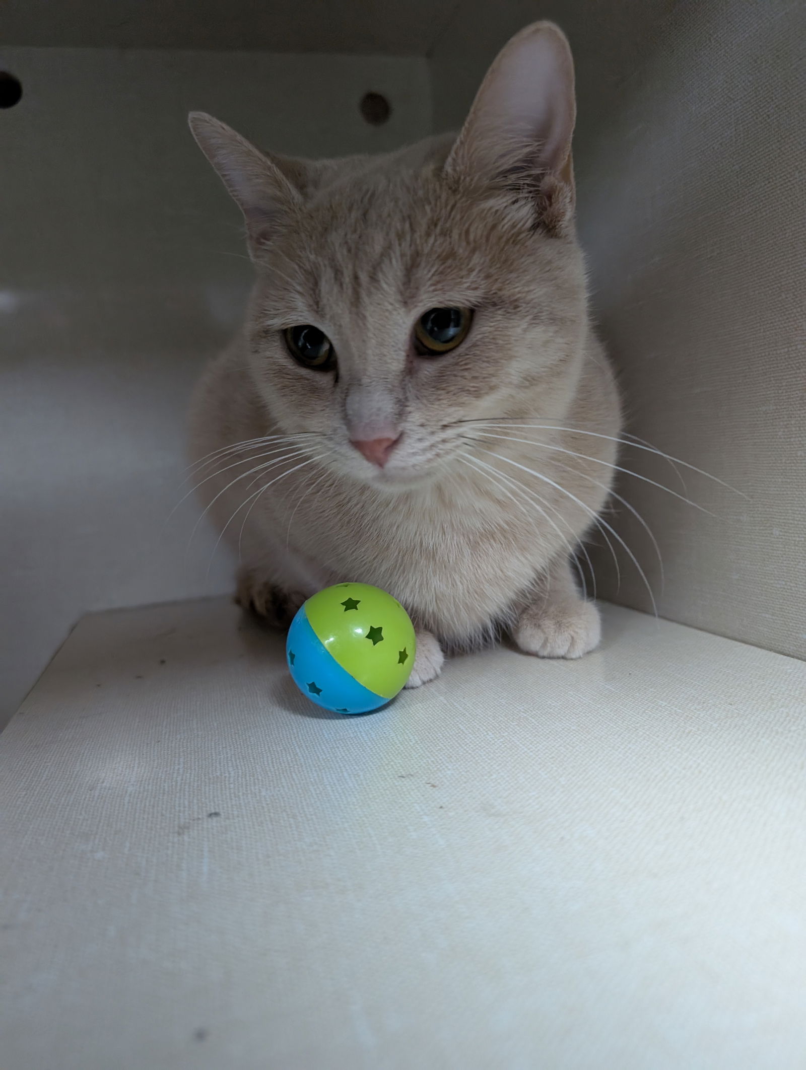 adoptable Cat in Saint Ann, MO named Sookie