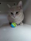 adoptable Cat in Saint Ann, MO named Sookie