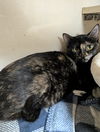adoptable Cat in Saint Ann, MO named Rory