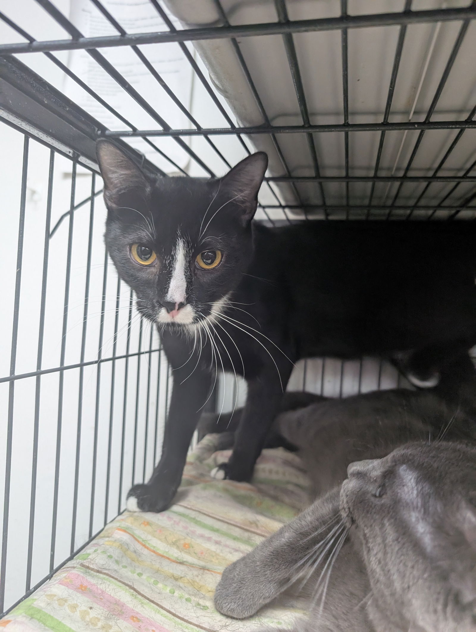 adoptable Cat in Saint Ann, MO named Dean