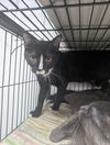 adoptable Cat in saint ann, MO named Dean