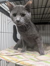 adoptable Cat in Saint Ann, MO named Luke