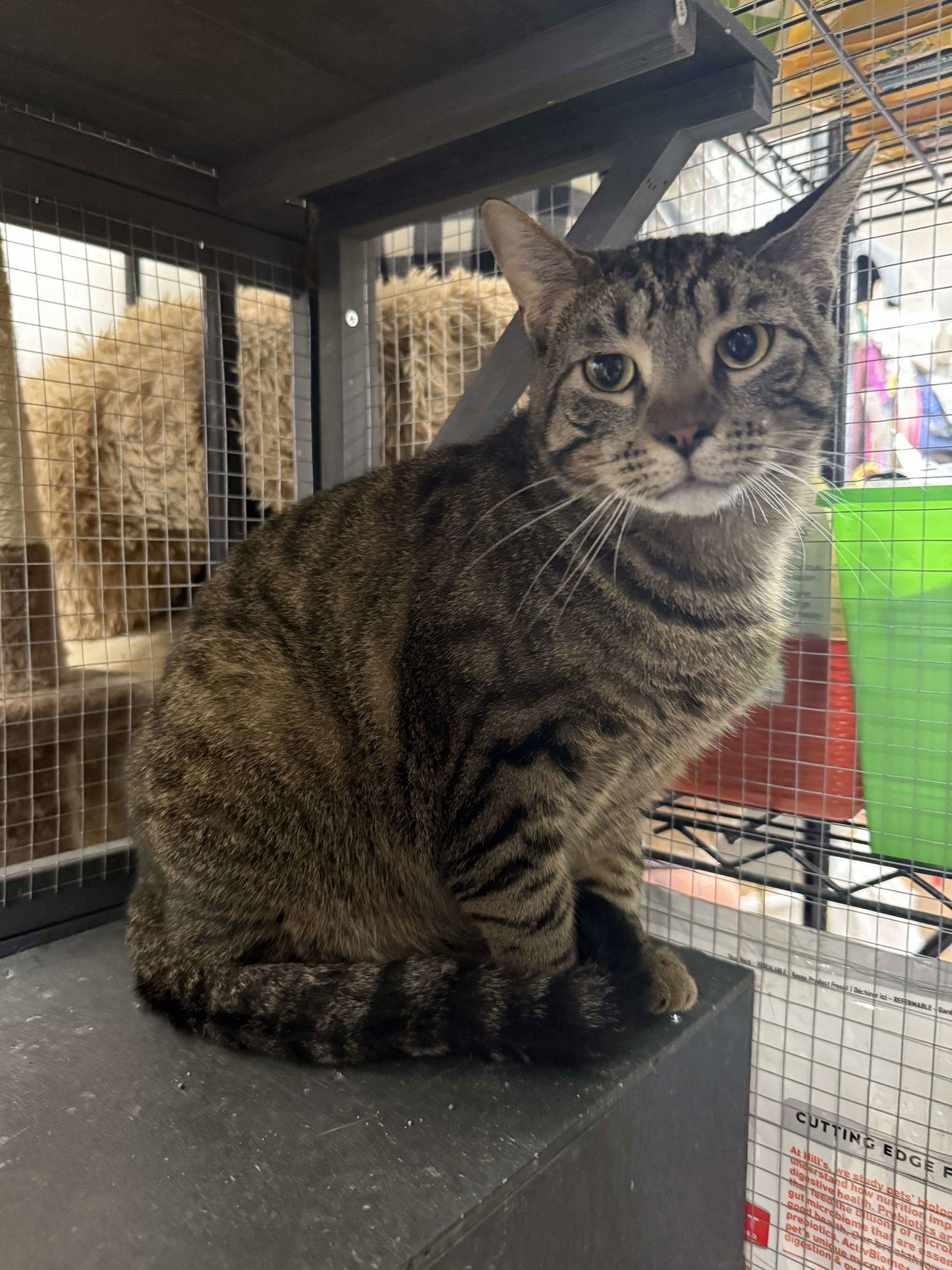 adoptable Cat in Saint Ann, MO named Conner