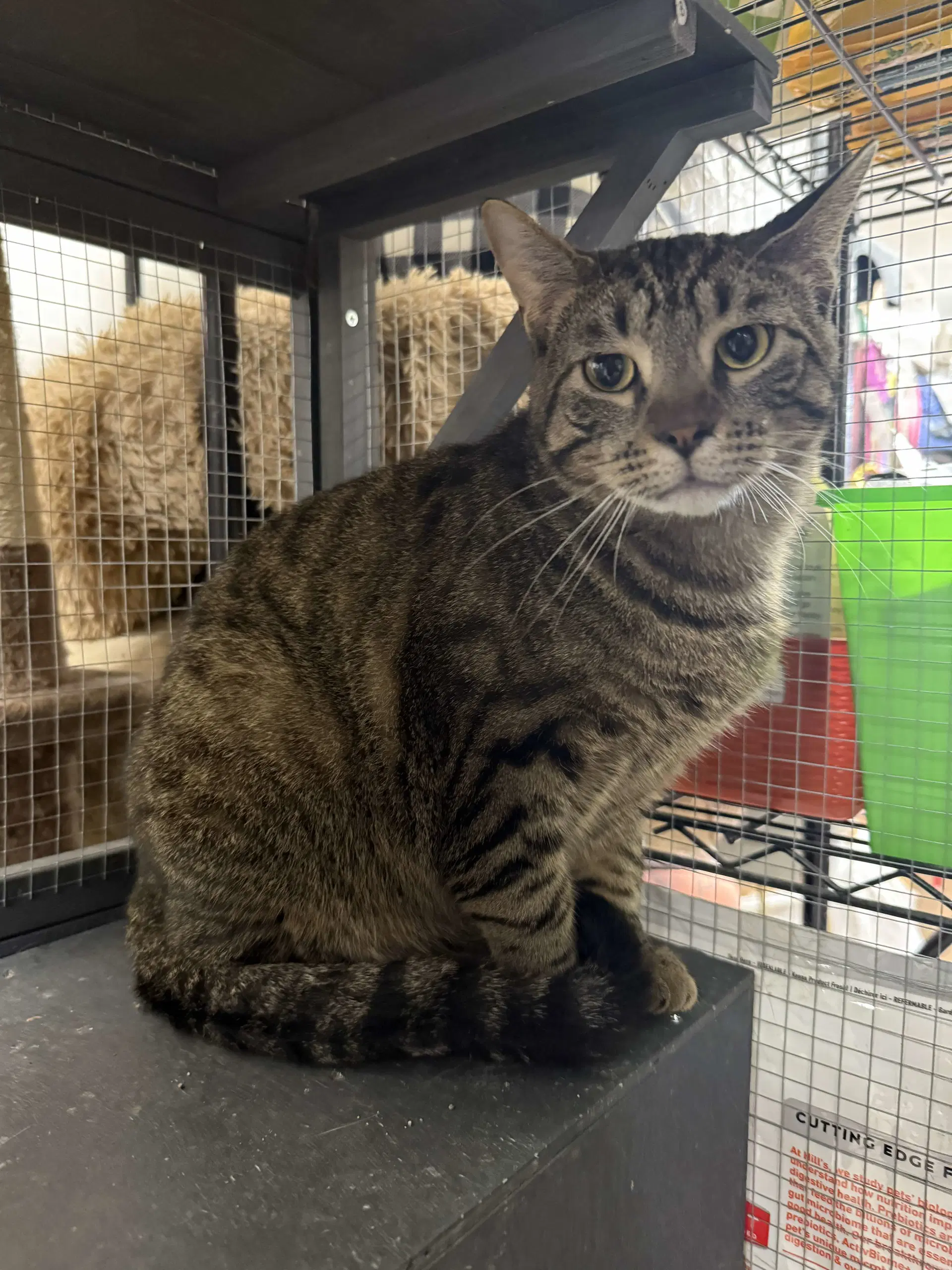 Conner - Domestic Short Hair