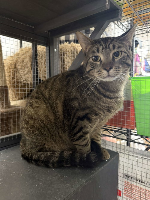 CONNER - Domestic Short Hair available for adoption
