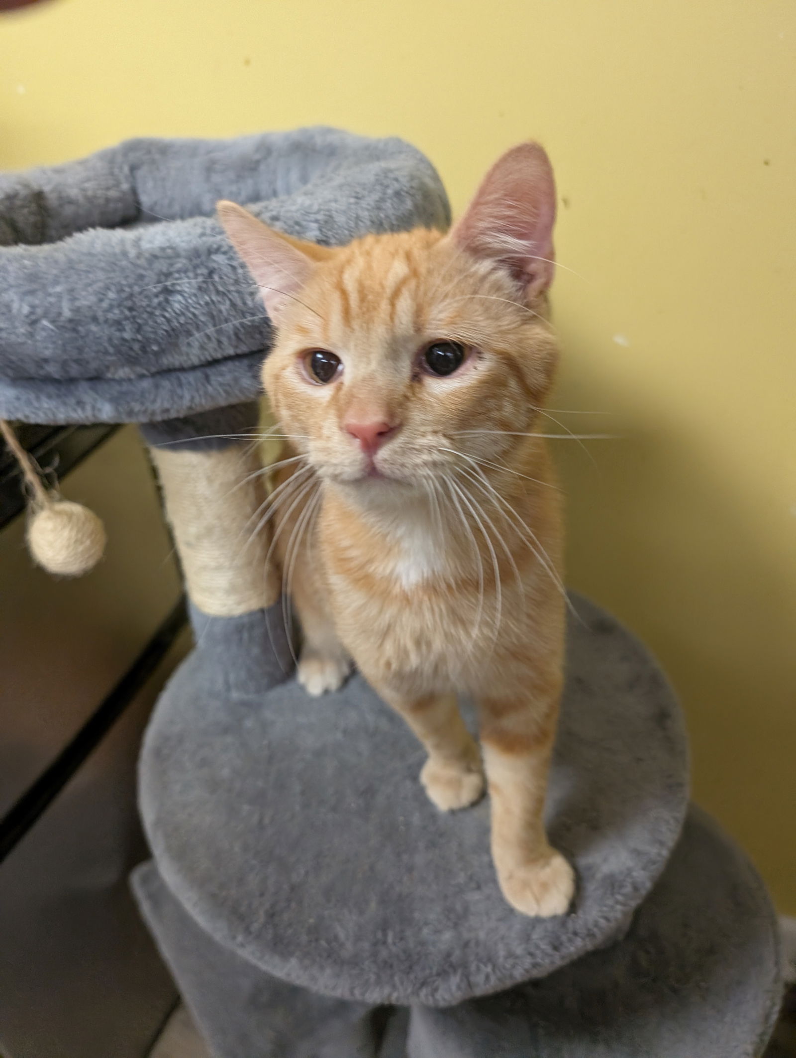 adoptable Cat in Saint Ann, MO named Emmett
