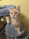 adoptable Cat in saint ann, MO named Emmett