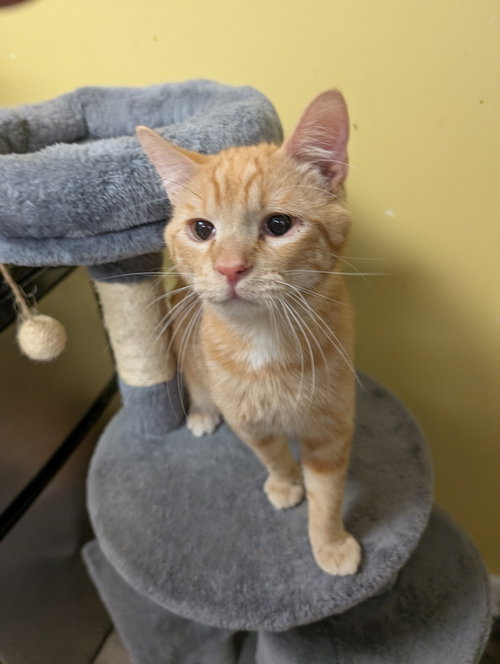 picture of the cat needing adoption
