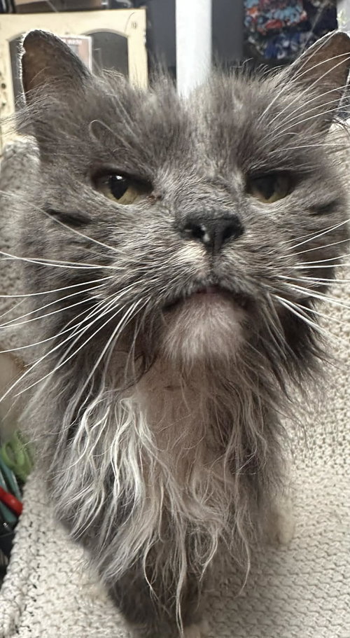 BELLA - Domestic Long Hair available for adoption