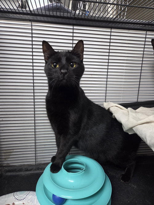 MARLA - Domestic Short Hair available for adoption