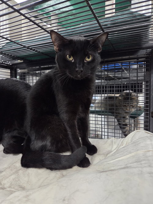 KIT - Domestic Short Hair available for adoption