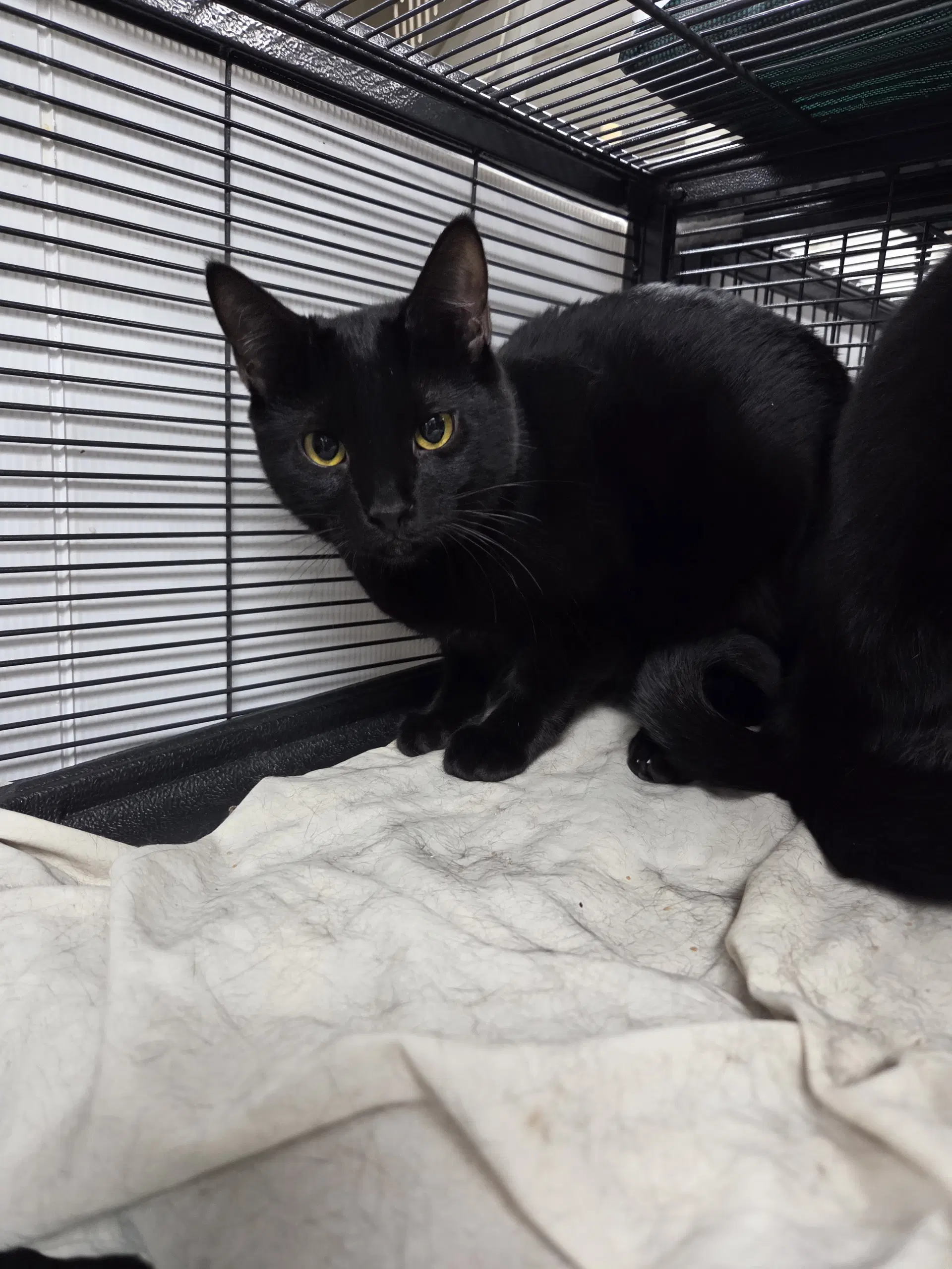 Dottie - Domestic Short Hair