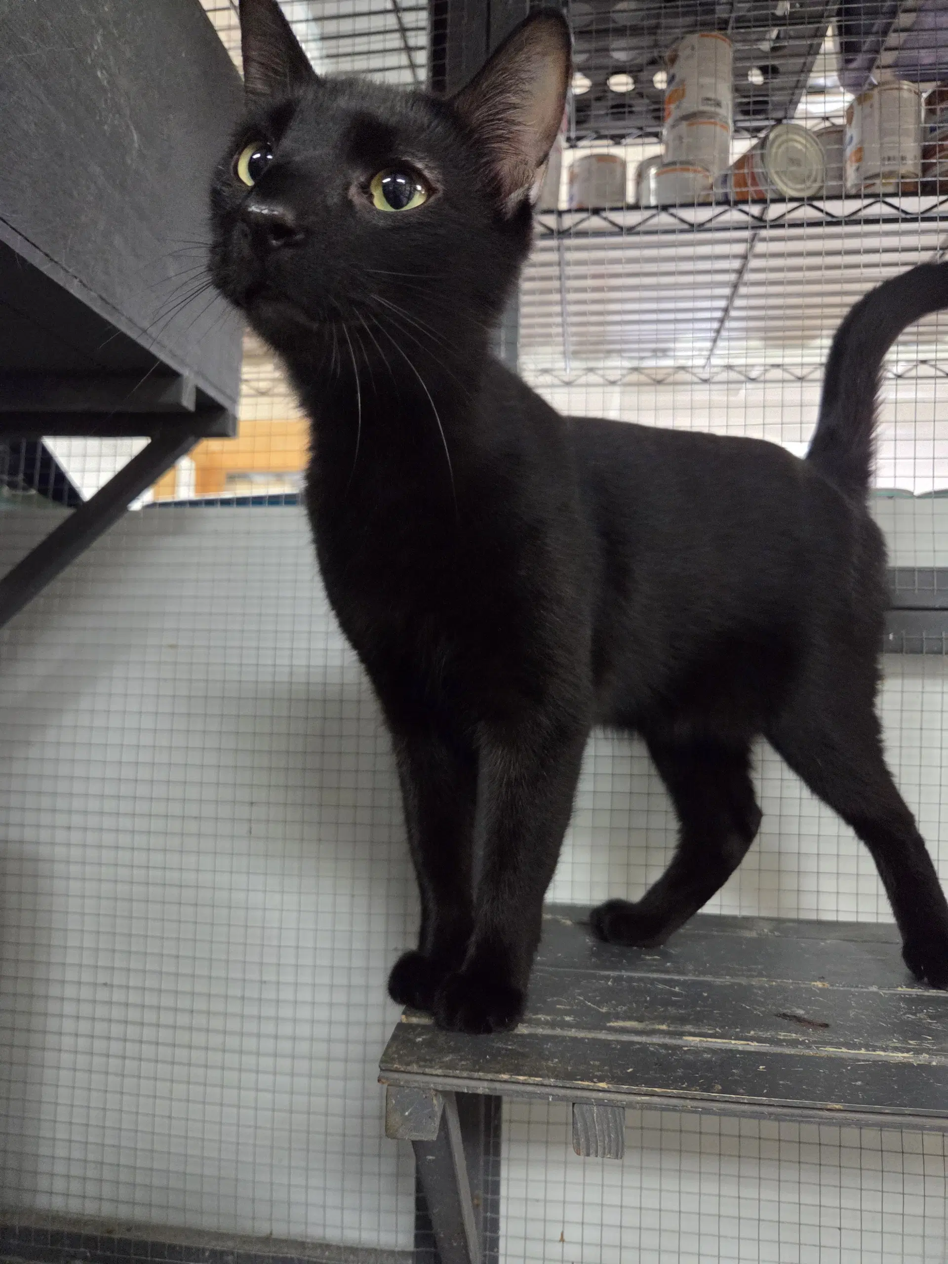 Jimmy - Domestic Short Hair
