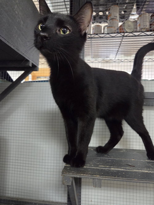 Jimmy, an adoptable Domestic Short Hair in St. Ann, MO