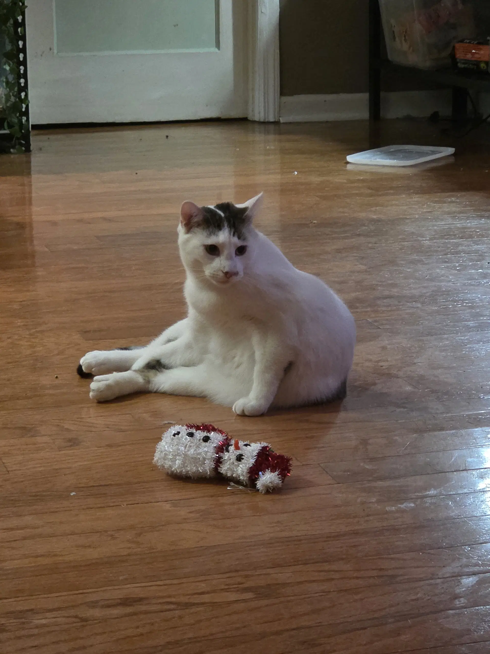 Biscotti - Domestic Short Hair