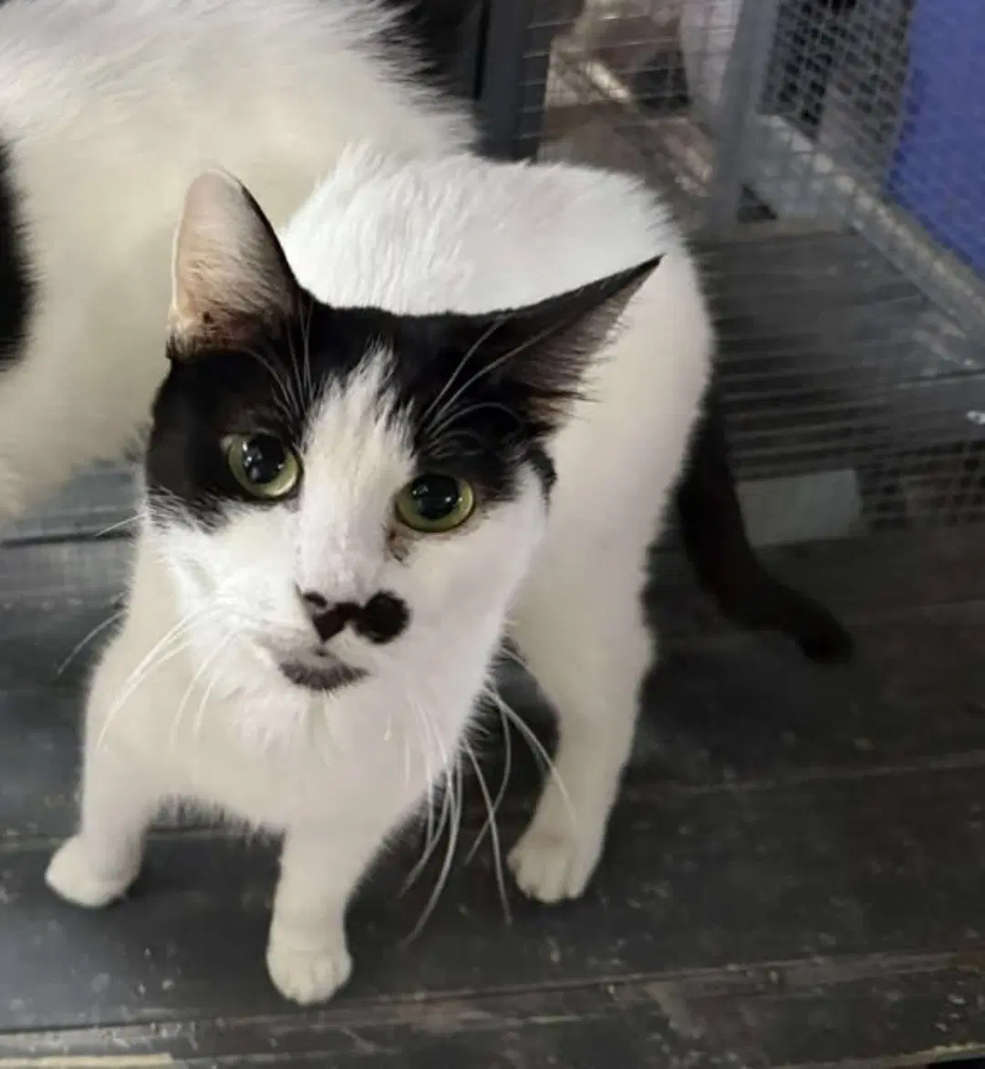 Appa - Domestic Short Hair