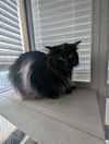 adoptable Cat in saint ann, MO named Ebony