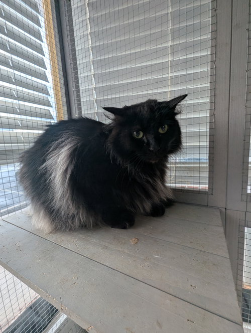 picture of the cat needing adoption