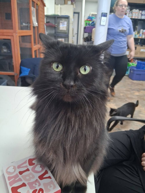 EBONY - Domestic Long Hair available for adoption