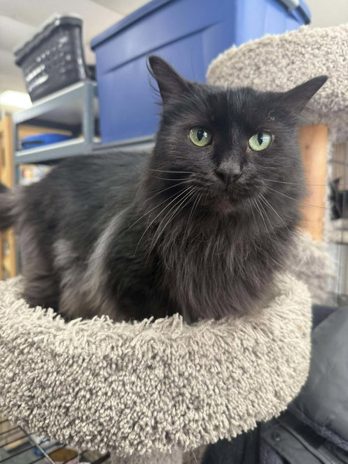 EBONY - Domestic Long Hair available for adoption