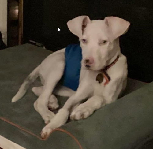 Photo of Cooper