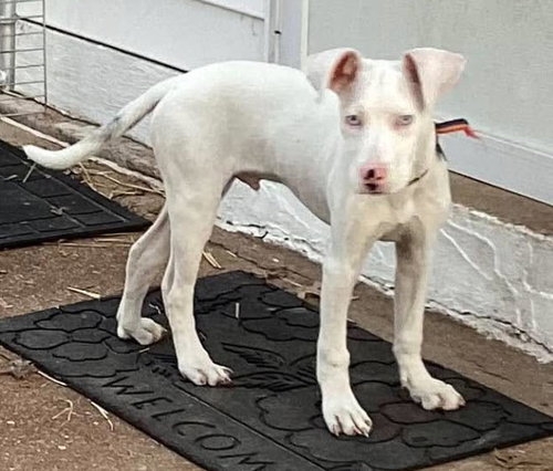 picture of the dog needing adoption