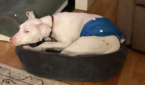 Photo of Cooper