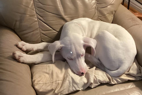 Photo of Cooper