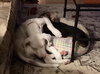 Cooper - Photo 7