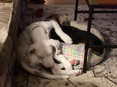 Photo of Cooper