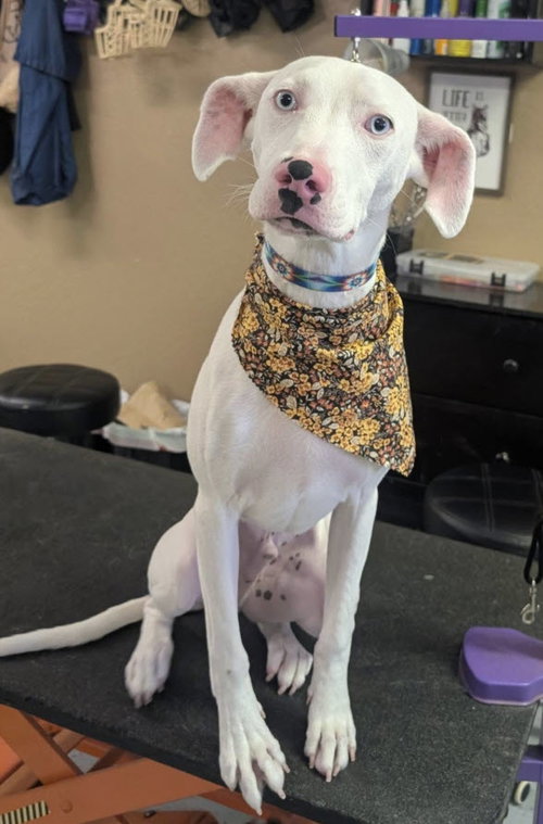 COOPER - Labrador Retriever available for adoption