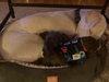 Cooper - Photo 8