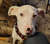 Cooper - Photo 2