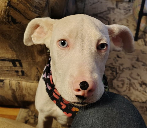 COOPER - Labrador Retriever available for adoption
