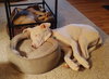 Cooper - Photo 3