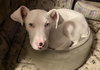 Cooper - Photo 4