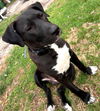 adoptable Dog in saint ann, MO named Church